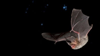 Bechsteinfledermaus