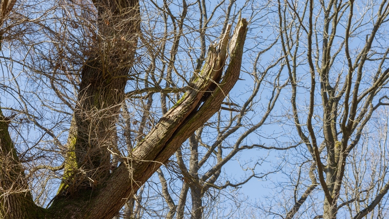 Abgebrochener Starkast an einer Eiche