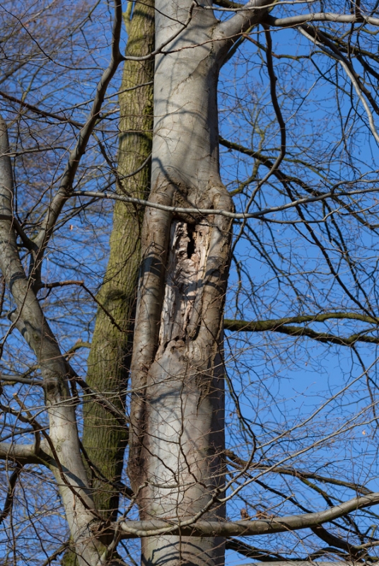 Zwieselabbruch an einer Rotbuche