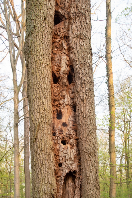 Mikrohabitate in einer ausgefaulten Blitzrinne