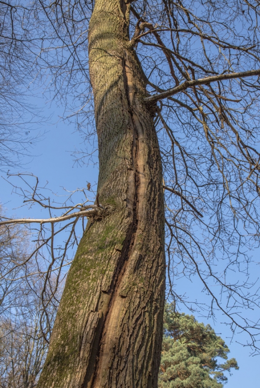 Blitzrinne an der Eiche