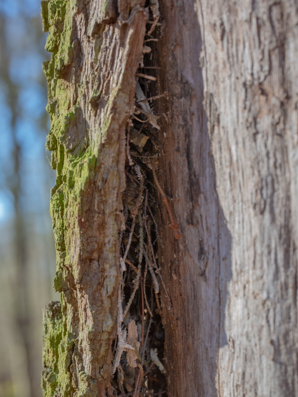 Nest des Wald-Baumläufers in einer Rindentasche.Nest des Wald-Baumläufers in einer Rindentasche