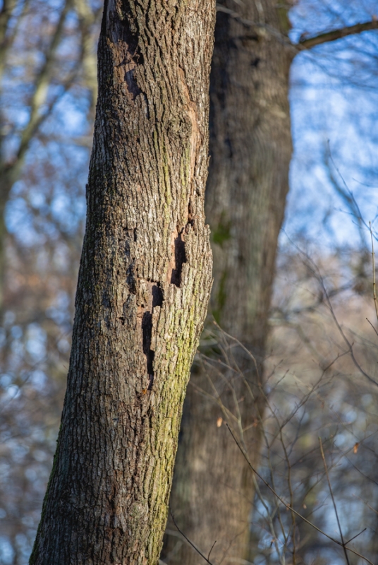 Rindentasche an einer Eiche