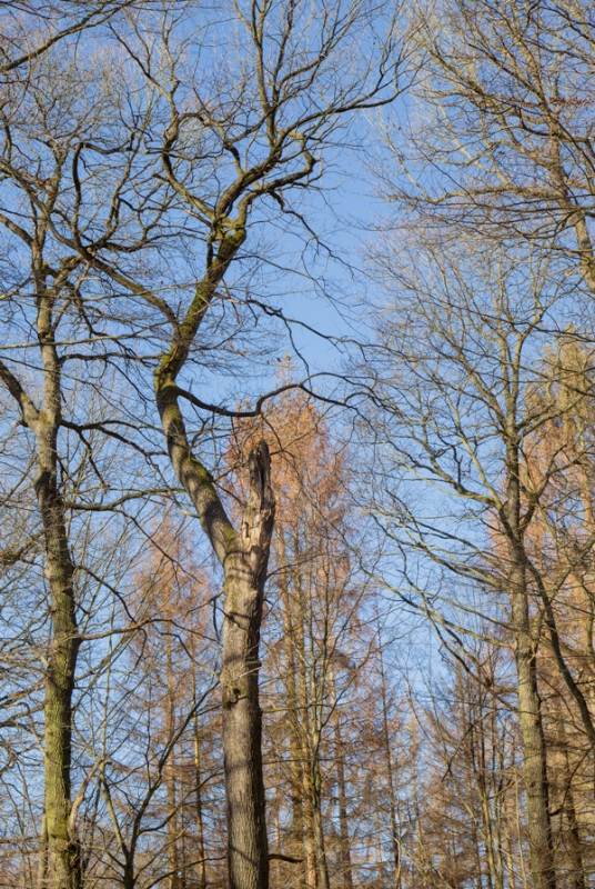 Sekundärkrone einer Eiche