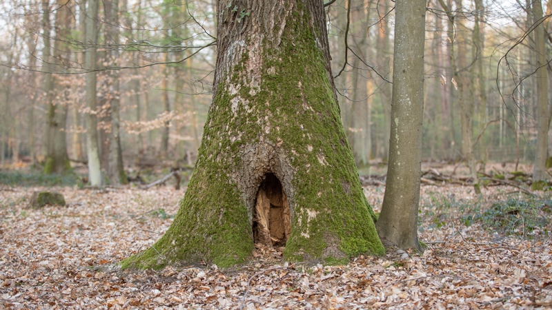 Stammfusshöhle an der Eiche