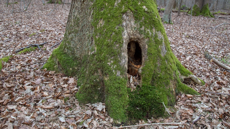 Stammfusshöhle an der Eiche