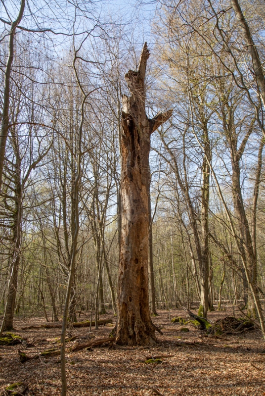 Hochstumpf der Rotbuche