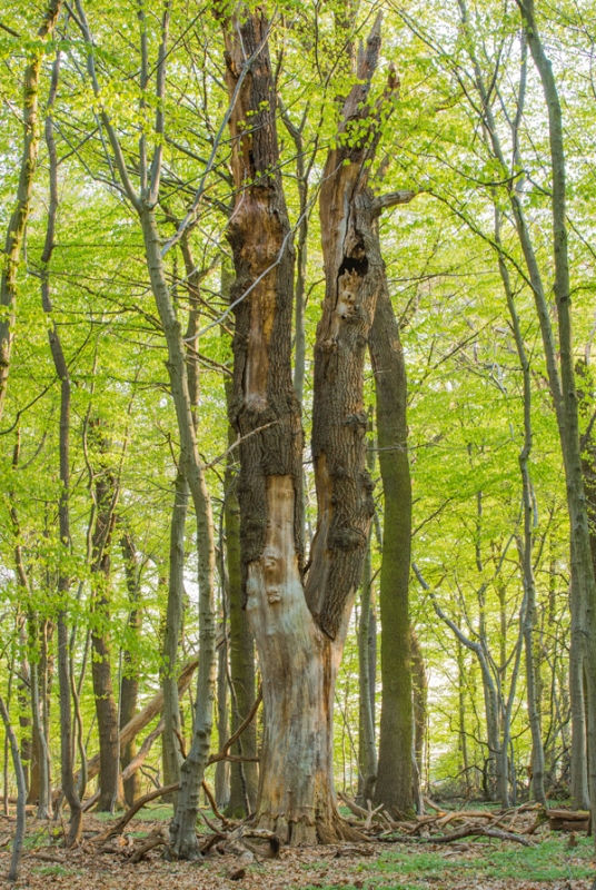 Stehendes Eichentotholz