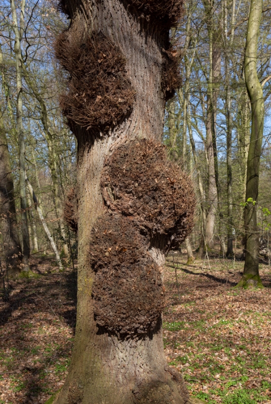 Knospensucht an einer Eiche