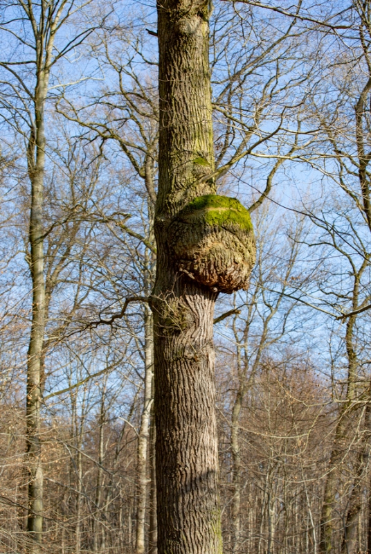Baumkrebs an einer Eiche
