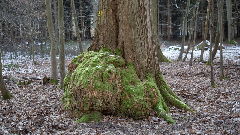 Maserkropf an einer Linde
