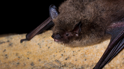 Große Bartfledermaus