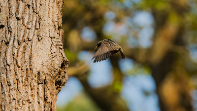 Star im anflug auf sein Nest