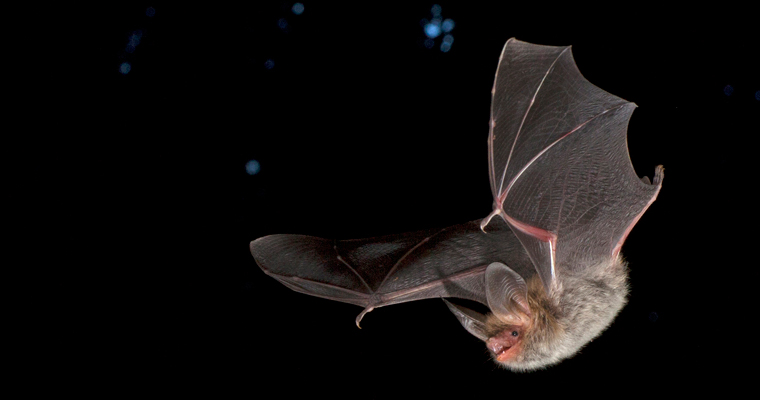 Bechsteinfledermaus (Foto: Marco König)