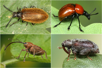 Lagria atripes (l.o.), Attelabus nitens (r.o.), Curculio glandium (l.u.), Orchestes quercus (r.u.) - Fotos: Frank Köhler Phytophage Käferarten