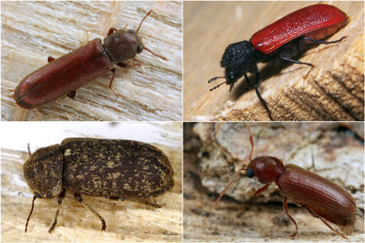 Holzkäfer an trockenem Eichenholz: Lyctus brunneus (l.o.), Bostrichus capucinus (r.o.), Xestobium rufovillosum (l.u.), Oligomerus brunneus (r.u.) - (Fotos: Frank Köhler) Holzkäfer an trockenem Eichenholz