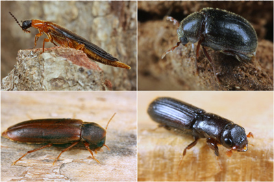 Holzkäfer an toten Eichenstämmen: Lymexylon navale(o.l.), Dorcatoma chrysomelina (o.r.), Phloiotrya tenuis (u.l.), Platypus cylindrus (u.r.) - (Fotos: Frank Köhler) Holzkäfer an toten Eichenstämmen