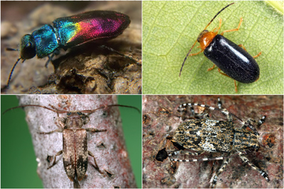 Holzkäfer an toten Eichenästen: Anthaxia salicis (o.l.), Conopalpus brevicollis (o.r.), Exocentrus adspersus (u.r.), Mesosa nebulosa (u.r.) - (Fotos: Frank Köhler) Holzkäfer an toten Eichenästen