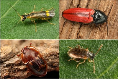 Mulm- und Nestkäfer an Eiche: Malthinus seriepunctatus (o.l.), Ampedus quercicola (o.r.), Amphotis marginata (u.l.), Euglenes oculatus (u.r.) - (Fotos: Frank Köhler) Mulm- und Nestkäfer an Eiche