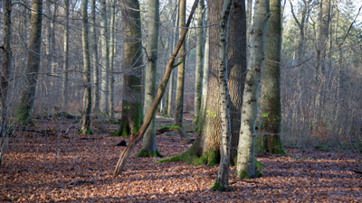 Biotopholzsicherung in den Villewäldern Biotopholzsicherung in den Villewäldern