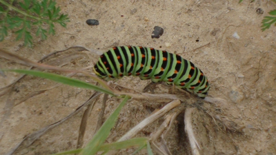 Raupe des Schwalbenschwanzes Raupe des Schwalbenschwanzes