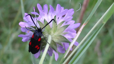 Widderchen an einer Witwenblume Widderchen an einer Witwenblume