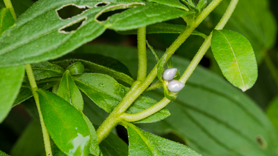 Die reifen Früchte des Steinsamens sehen aus wie kleine Perlen.