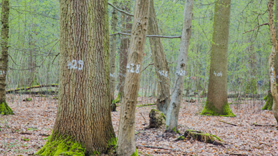 Im Marteloskop "Jägerhäuschen" sind alle Bäume markiert und bewertet.
