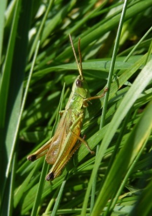 Heuschrecke sitzt im Gras