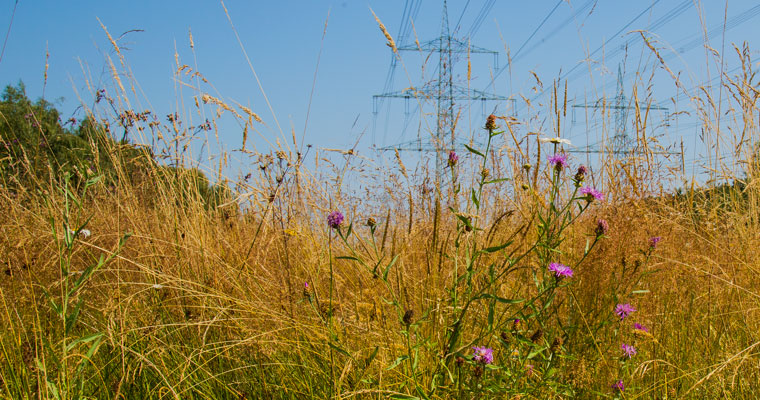 Blühende Wiese auf der Stromtrasse bei Volmershoven
