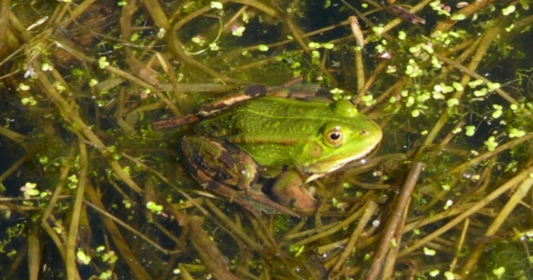 Grünfrosch