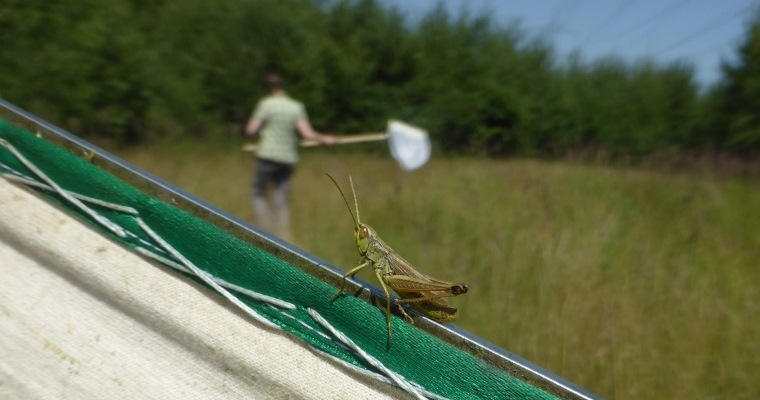Grünfrosch