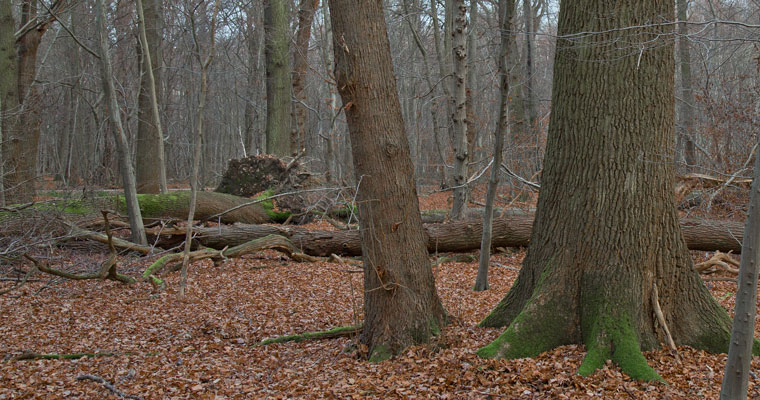 Winterlinde neben Stieleiche Linden Eiche mittel