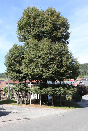Effelder Tanzlinde