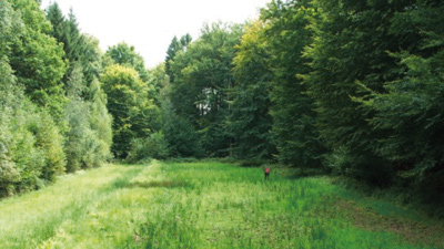 Lichtung im Wald